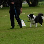 Border collie Q (Kyoõ)