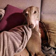 Greyhound Ballinakill Deirdre