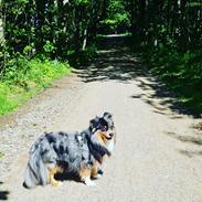 Miniature American Shepherd Hailie