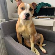 Staffordshire bull terrier Asta