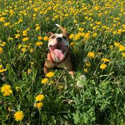 Staffordshire bull terrier Asta