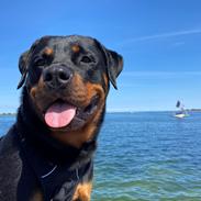 Rottweiler Sika