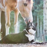 Karelsk bjørnehund Bjørnehusets Maika