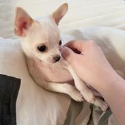 Chihuahua Lucky 