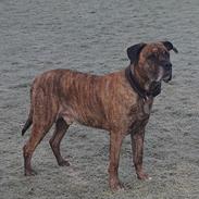 Perro de Presa Canario Augo