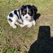 Cavalier king charles spaniel Athene