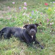 Staffordshire bull terrier Kelzie 