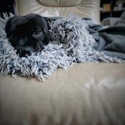 Staffordshire bull terrier Kelzie 