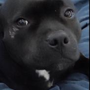 Staffordshire bull terrier Kelzie 