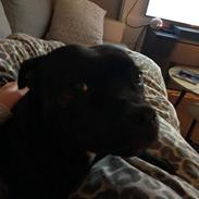 Staffordshire bull terrier Kelzie 