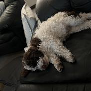 Lagotto romagnolo Walther