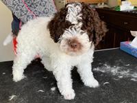 Lagotto romagnolo Walther