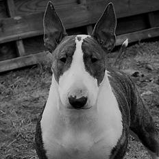 Bullterrier Else
