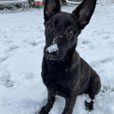 Hollandsk hyrdehund United Dutch Saga 