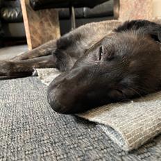 Hollandsk hyrdehund United Dutch Saga 