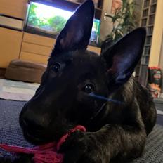 Hollandsk hyrdehund United Dutch Saga 