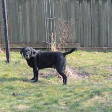 Labrador retriever Obelix