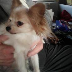 Papillon frøken Tippe