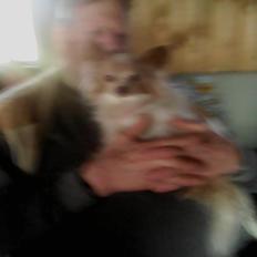 Papillon frøken Tippe