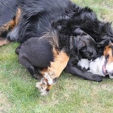 Berner sennenhund Mini