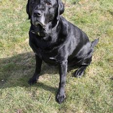 Labrador retriever Obelix