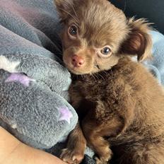 Chihuahua Nellie