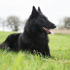 Groenendael Tess, Kenziana Black Arete