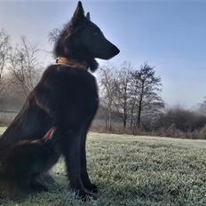 Groenendael Tess, Kenziana Black Arete