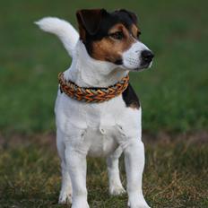 Jack russell terrier Amy's Choice Jaqen H'ghar