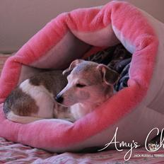 Jack russell terrier Amy