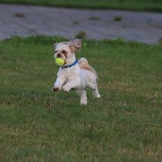 Shih tzu Carlo