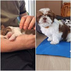 Shih tzu Carlo