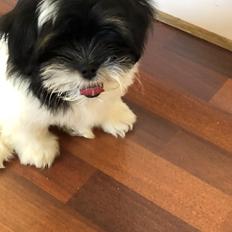 Lhasa apso Mille