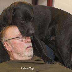 Labrador retriever Zenta