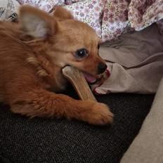 Blanding af racer Flora Ræv