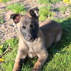 Malinois Sonic Ostraryka