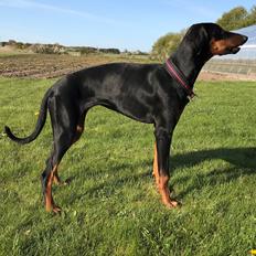 Dobermann Penny von Engelhardt