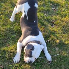 Olde english bulldogge Pelle