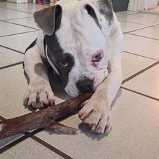 Olde english bulldogge Pelle