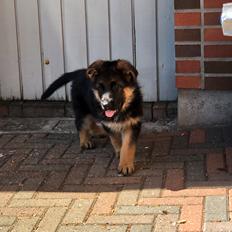 Schæferhund Chef