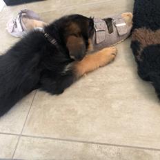 Schæferhund Chef