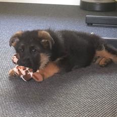 Schæferhund Chef