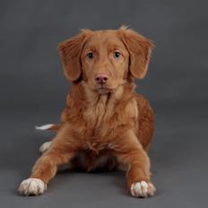 Nova scotia duck tolling retriever Markdorff's Sweet Cream and Cookies "Sisu"