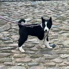 Karelsk bjørnehund Daisy ( Hjortemosegaard Bright star )