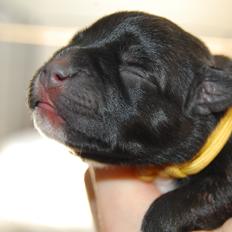 Staffordshire bull terrier Deorum angeli´s Strawberry muffin // Maze