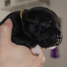 Staffordshire bull terrier Deorum angeli´s Strawberry muffin // Maze