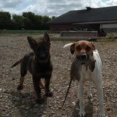 Dansk svensk gaardhund Hundeprut.