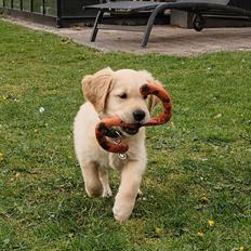 Golden retriever Cosmo