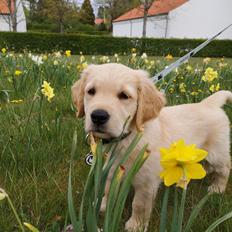 Golden retriever Cosmo