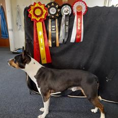 Rat Terrier Solgaards Baloo